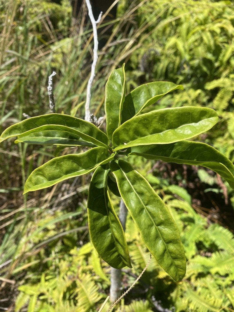 Longleaf Aiea photo 8