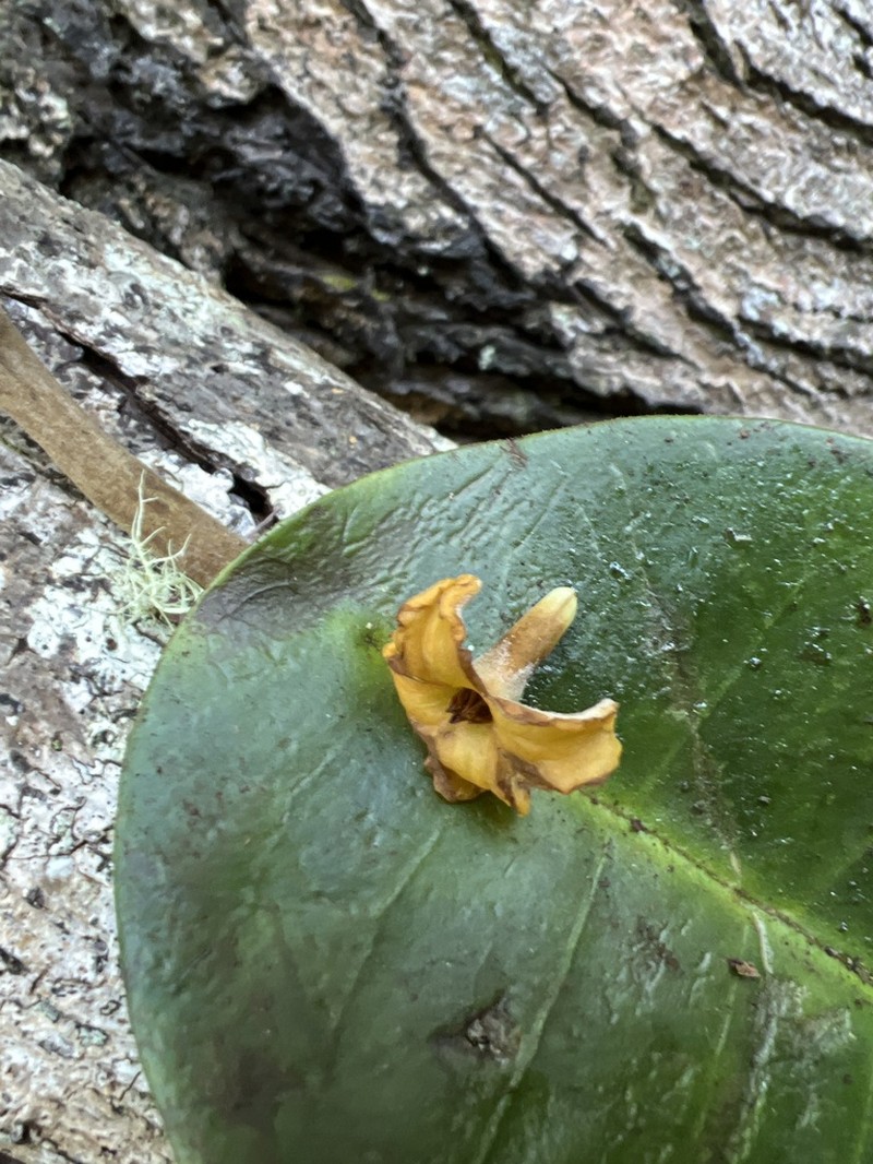 Oahu Aiea photo 7