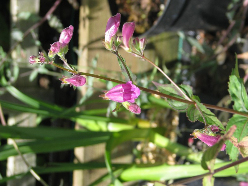 Woodland Beardtongue photo 4