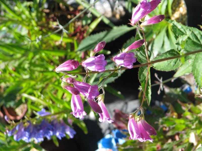 Woodland Beardtongue photo 5