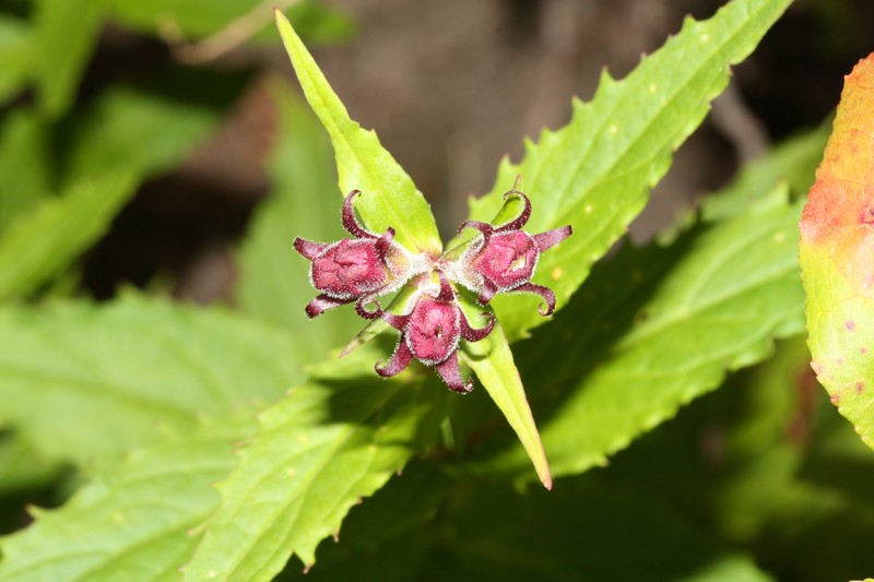 Woodland Beardtongue photo 6