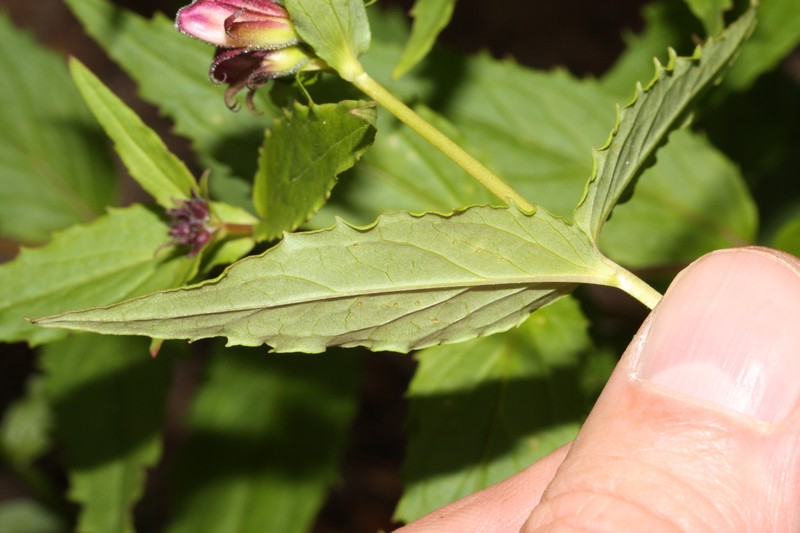 Woodland Beardtongue photo 2