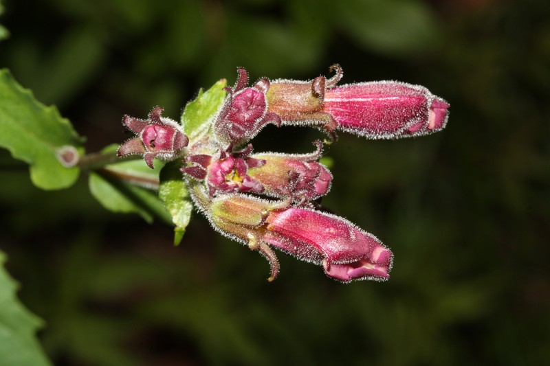 Woodland Beardtongue photo 3