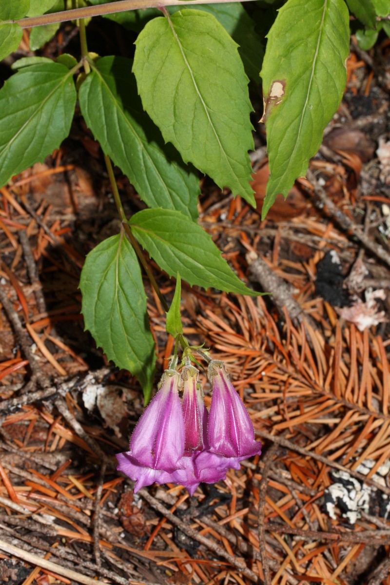 Woodland Beardtongue