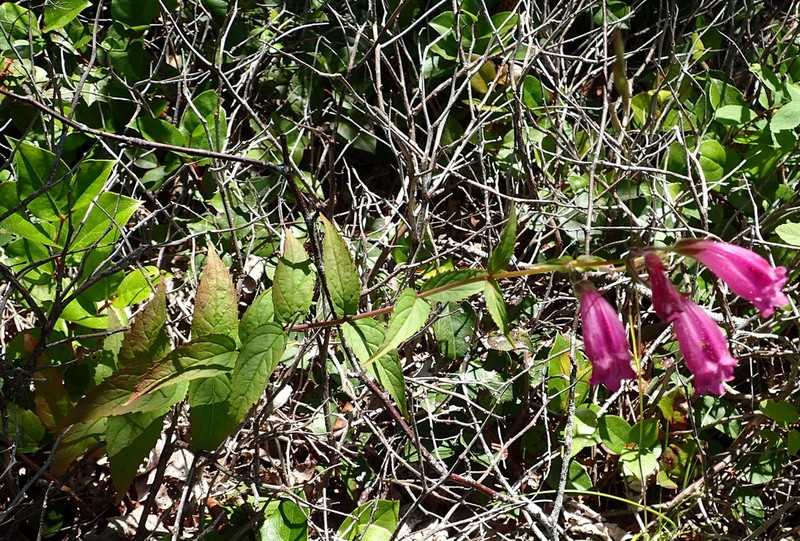 Woodland Beardtongue photo 4