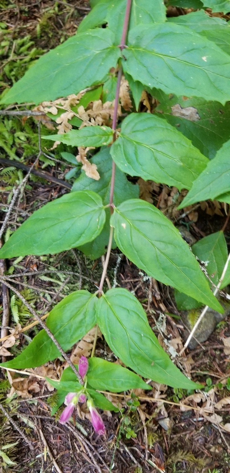Woodland Beardtongue photo 5