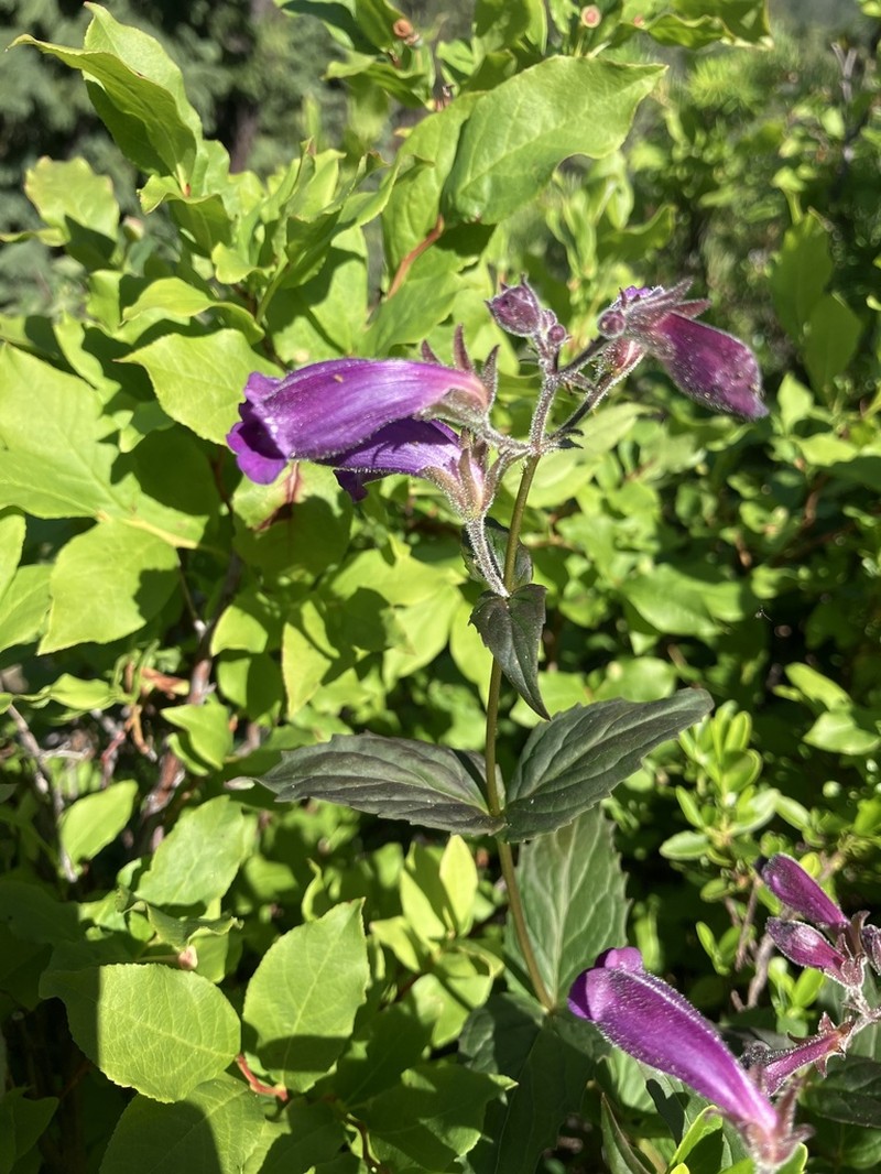 Woodland Beardtongue photo 6