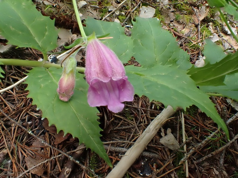 Woodland Beardtongue photo 7