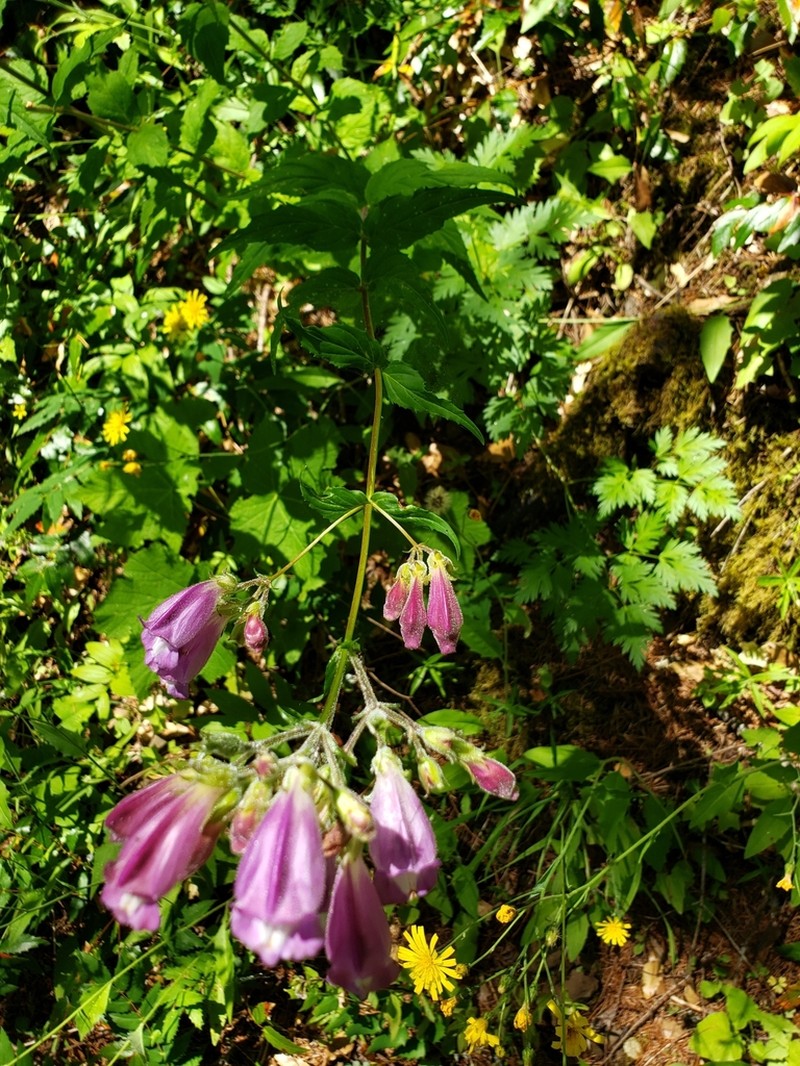 Woodland Beardtongue photo 8