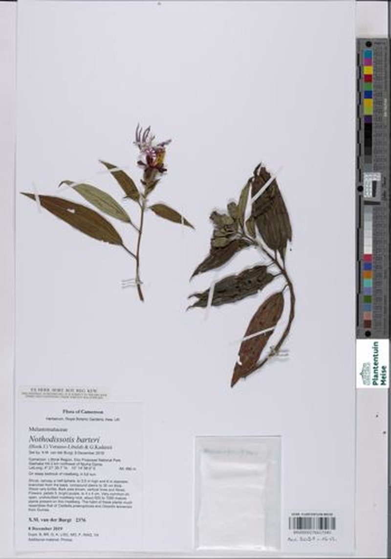Nothodissotis barteri photo 3