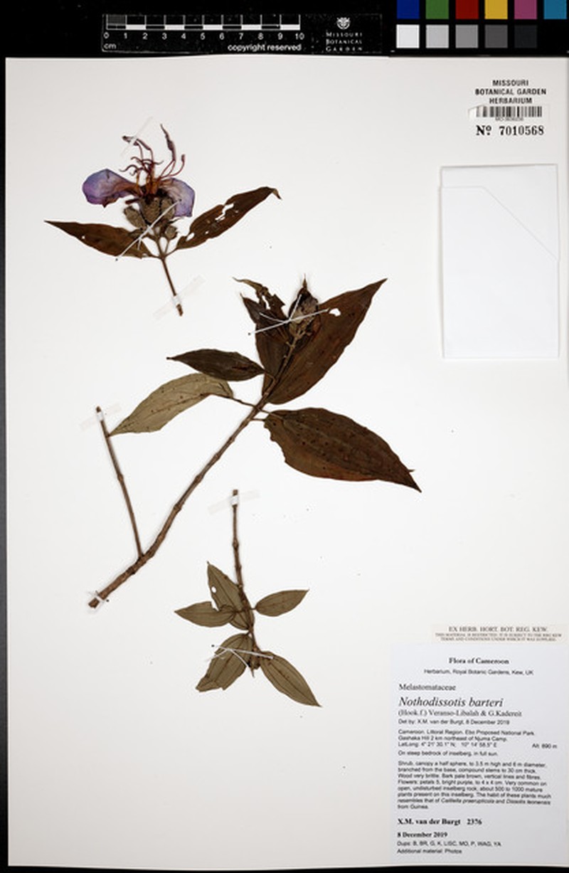 Nothodissotis barteri photo 4