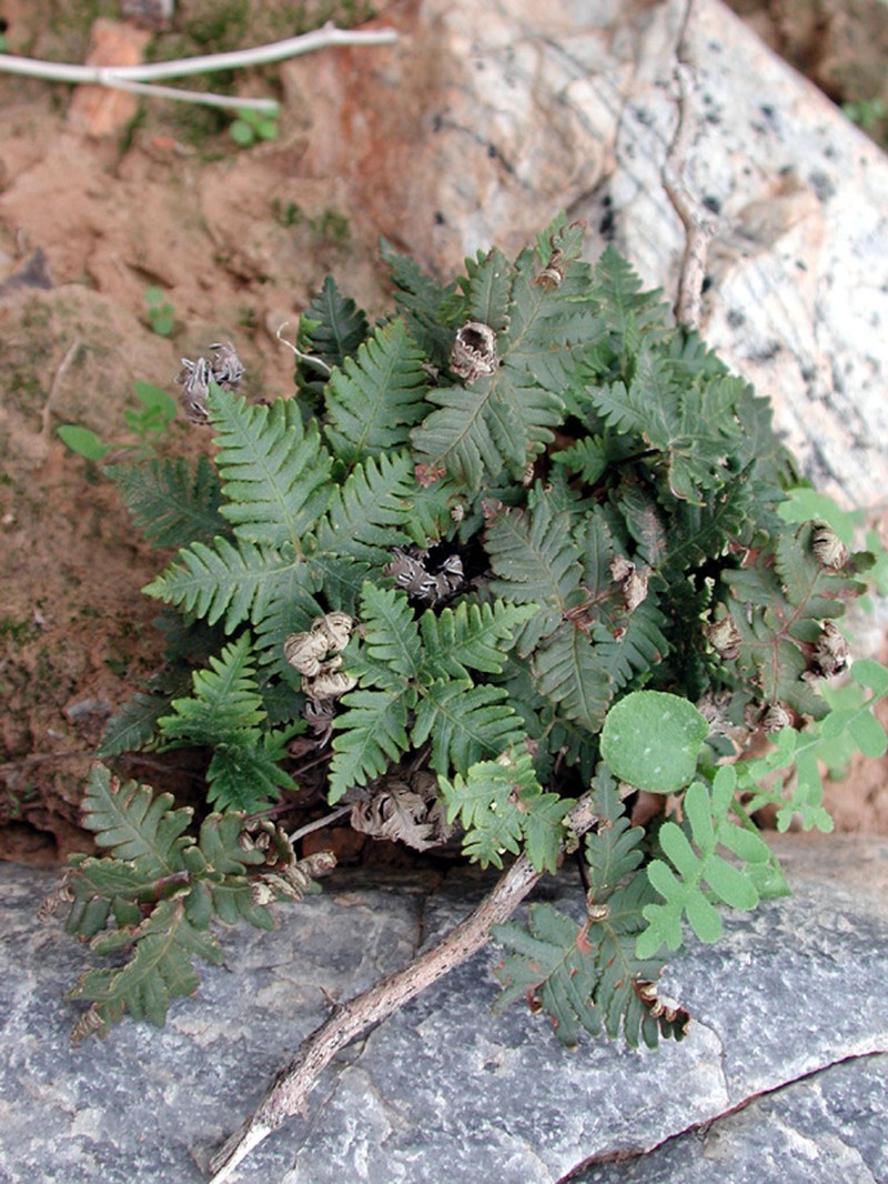 Star Cloak Fern