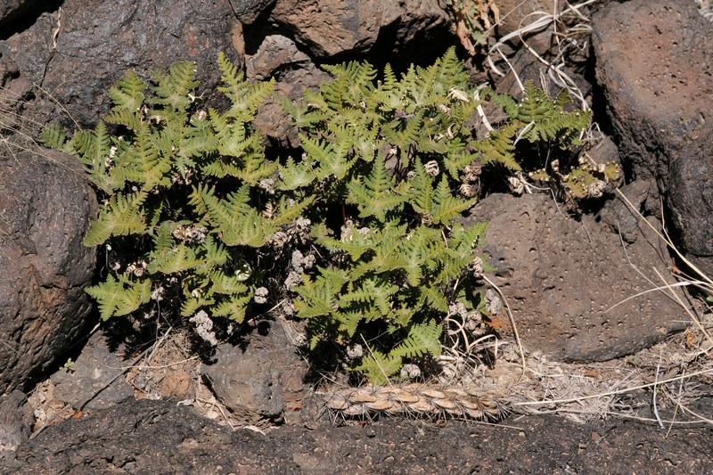 Star Cloak Fern photo 2