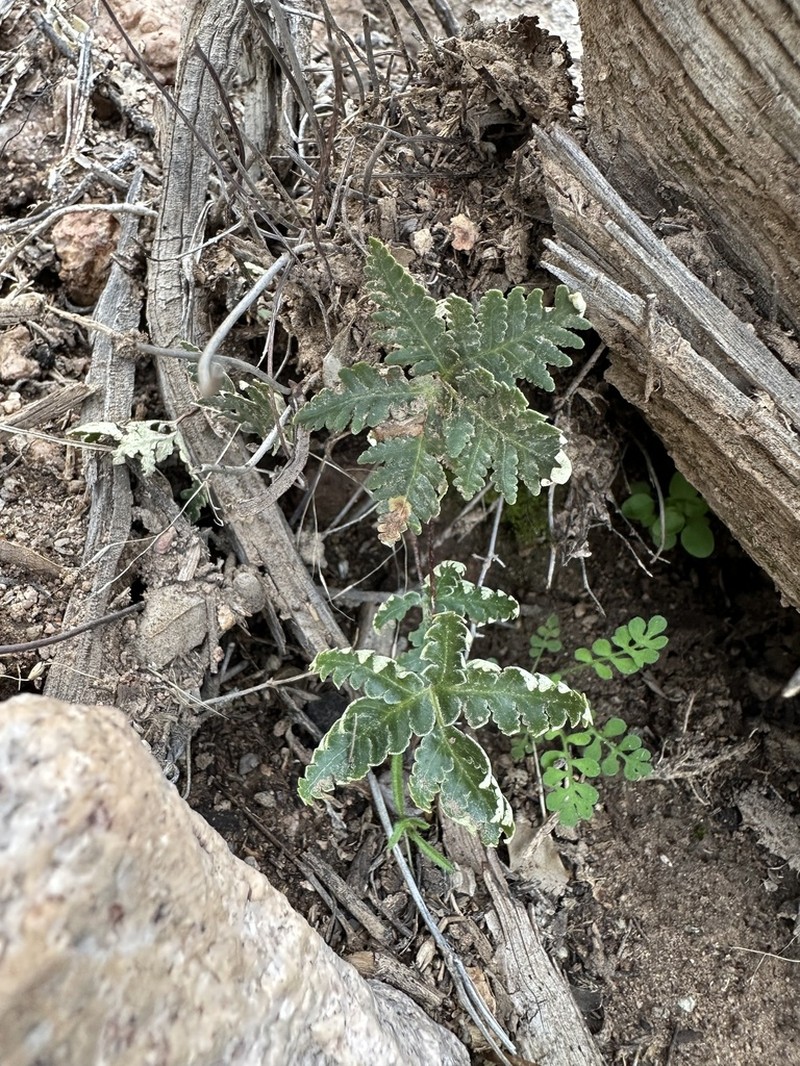 Star Cloak Fern photo 3