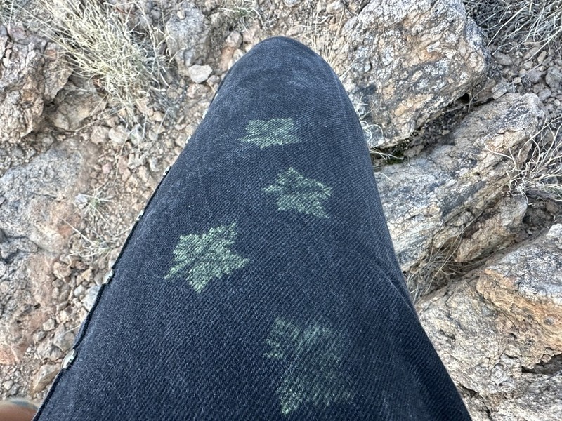Star Cloak Fern photo 4