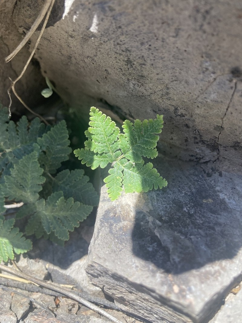 Star Cloak Fern photo 5