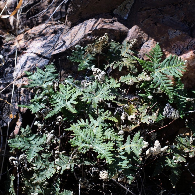 Star Cloak Fern photo 6