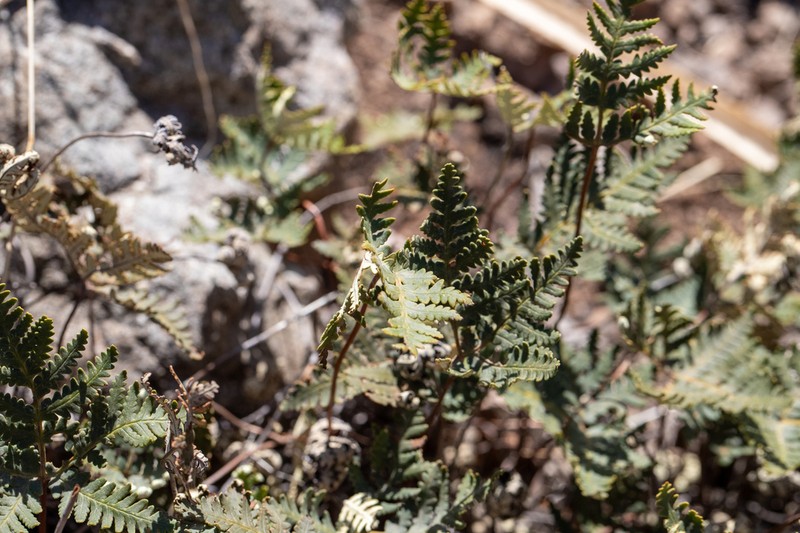 Star Cloak Fern photo 7