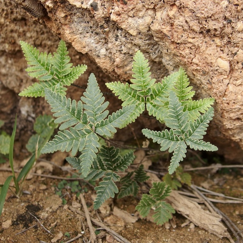 Star Cloak Fern photo 8