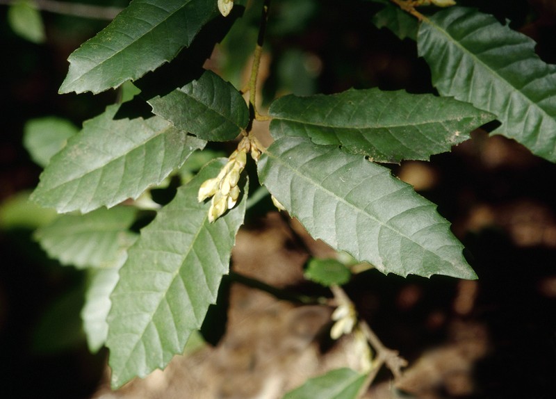 Tanoak photo 6