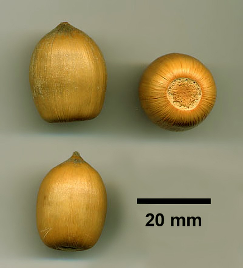 Tanoak photo 2