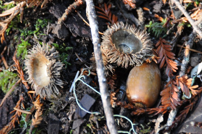 Mutant Tanoak