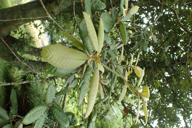Tanoak photo 3