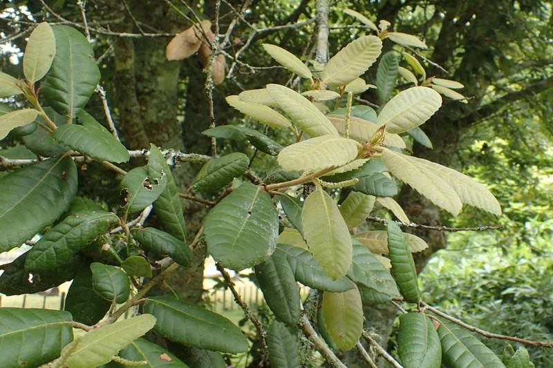 Tanoak photo 4