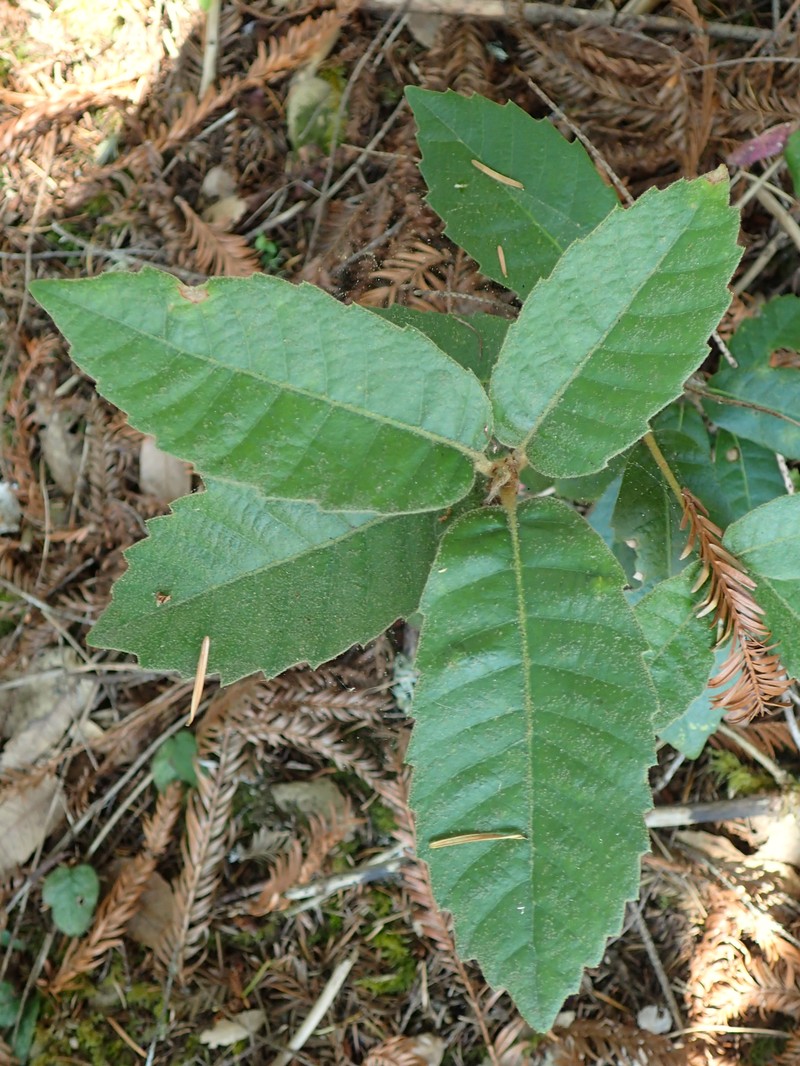Tanoak photo 5