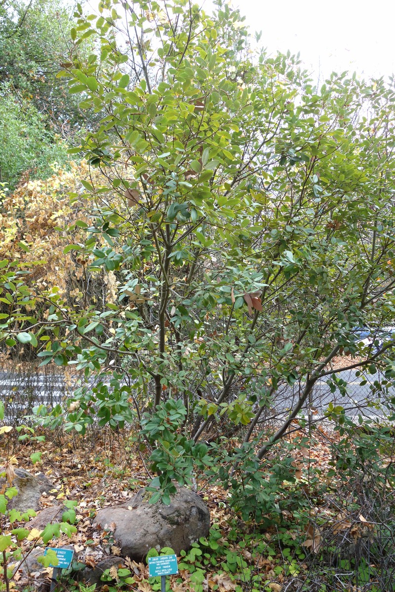 Tanoak photo 8