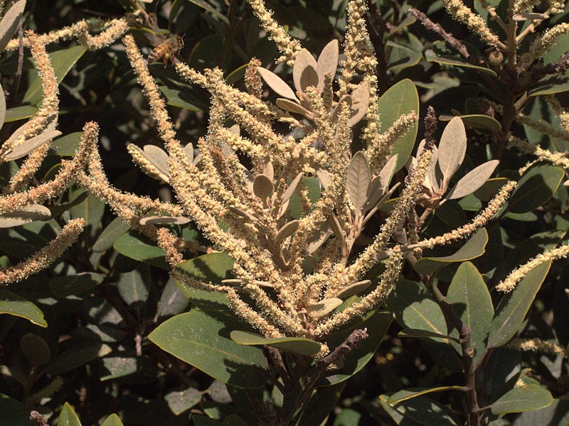 Tanoak photo 5