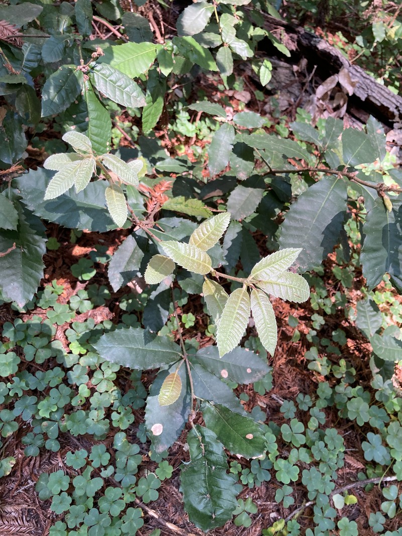 Tanoak photo 6