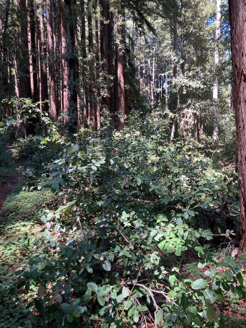 Mutant Tanoak photo 3
