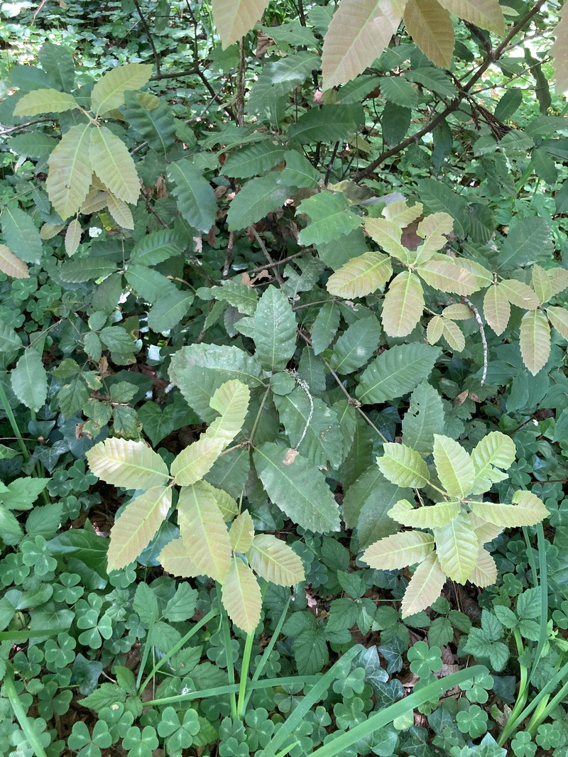Mutant Tanoak photo 6