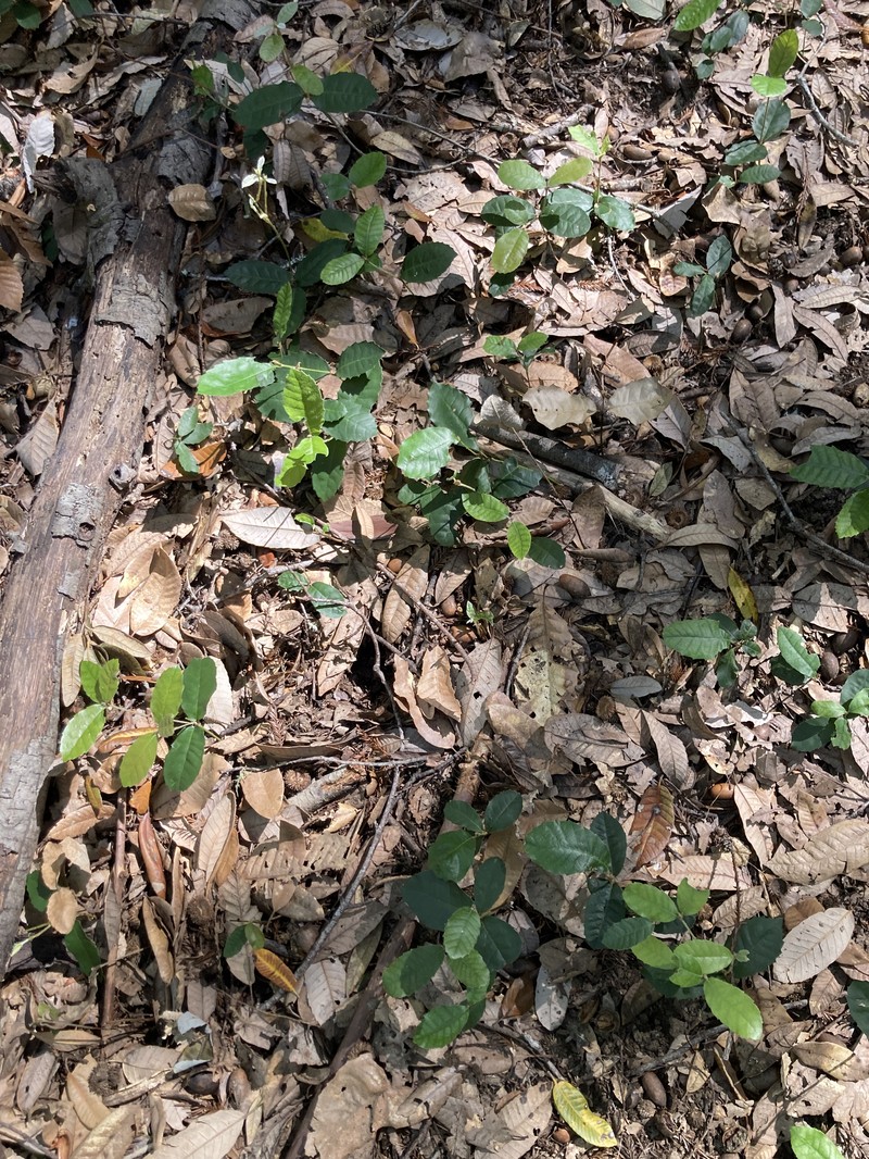 Mutant Tanoak photo 7