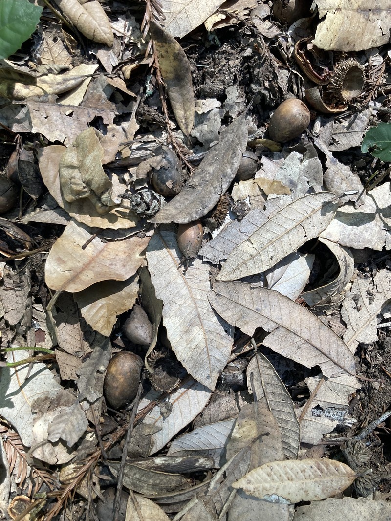 Mutant Tanoak photo 8