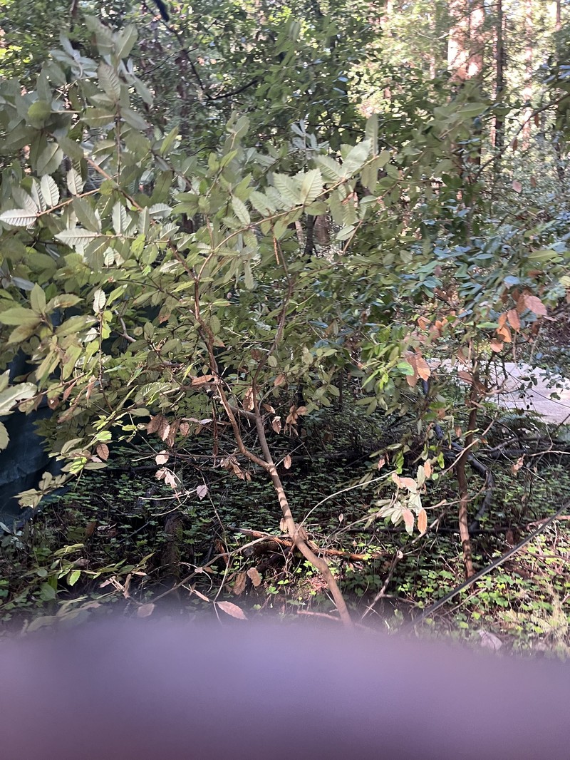 Notholithocarpus densiflorus var. densiflorus