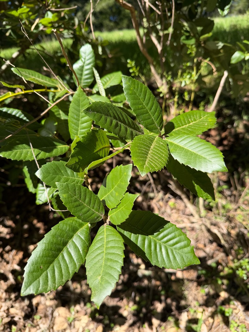 Notholithocarpus densiflorus var. densiflorus photo 2