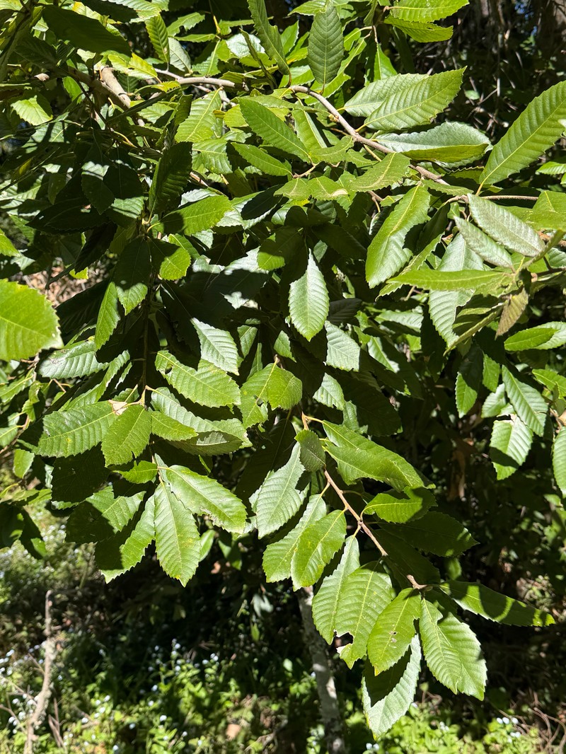 Notholithocarpus densiflorus var. densiflorus photo 3