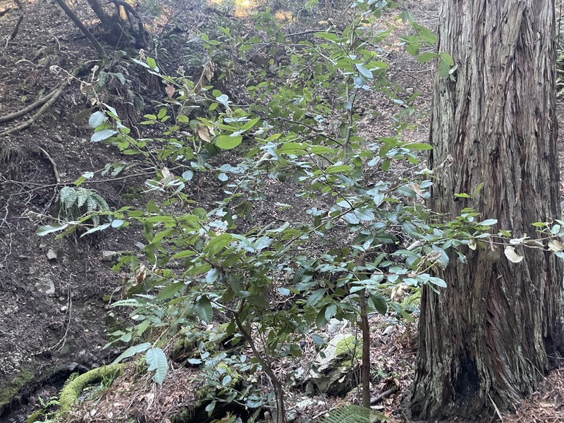 Notholithocarpus densiflorus var. densiflorus photo 4