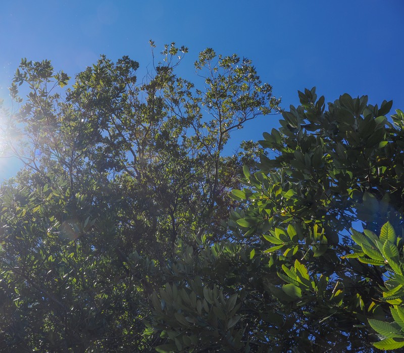 Notholithocarpus densiflorus var. densiflorus photo 5