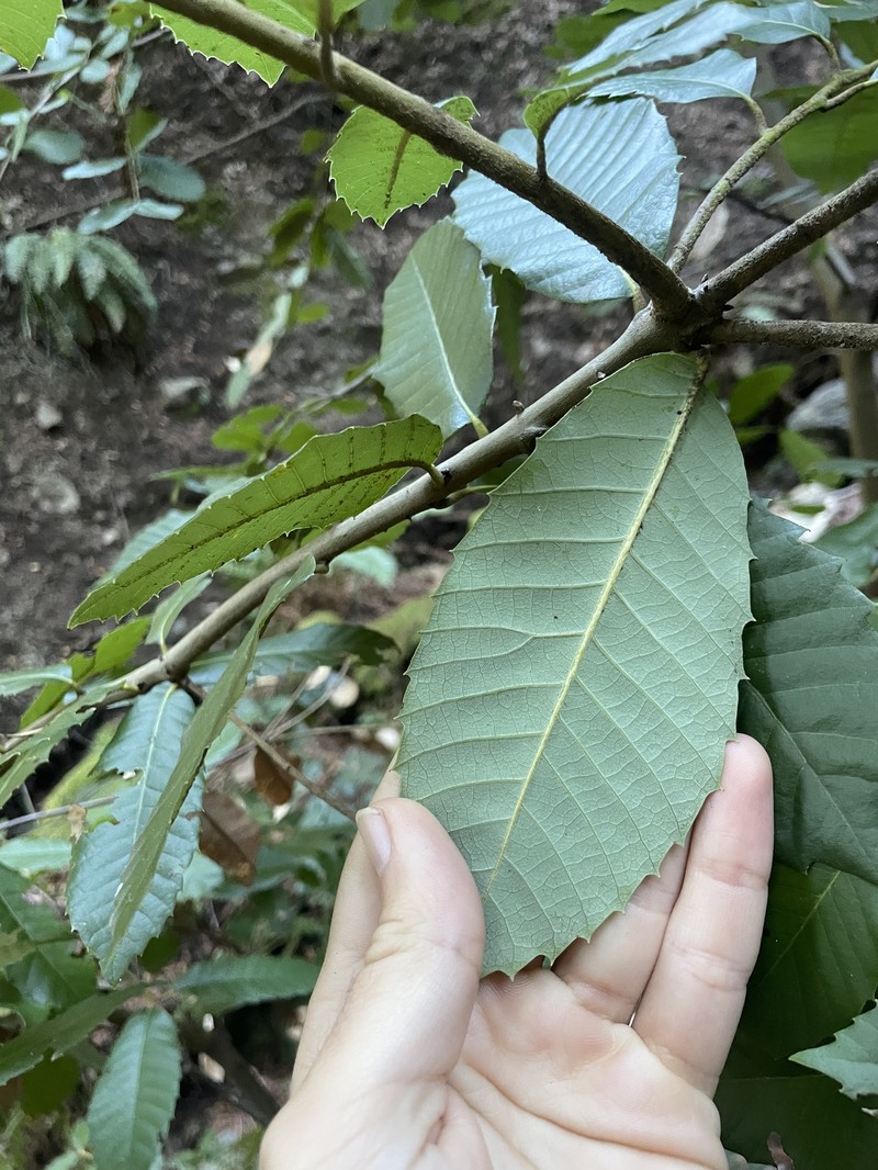 Notholithocarpus densiflorus var. densiflorus photo 6