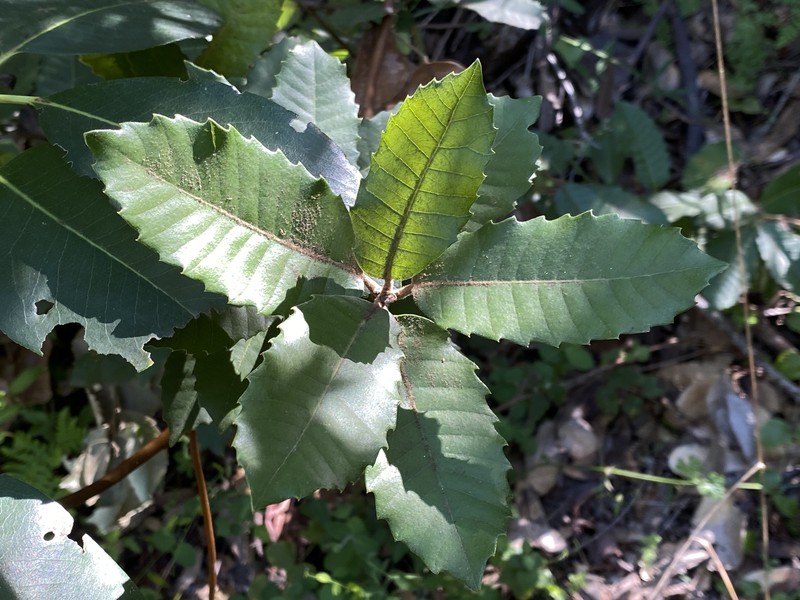 Notholithocarpus densiflorus var. densiflorus photo 7