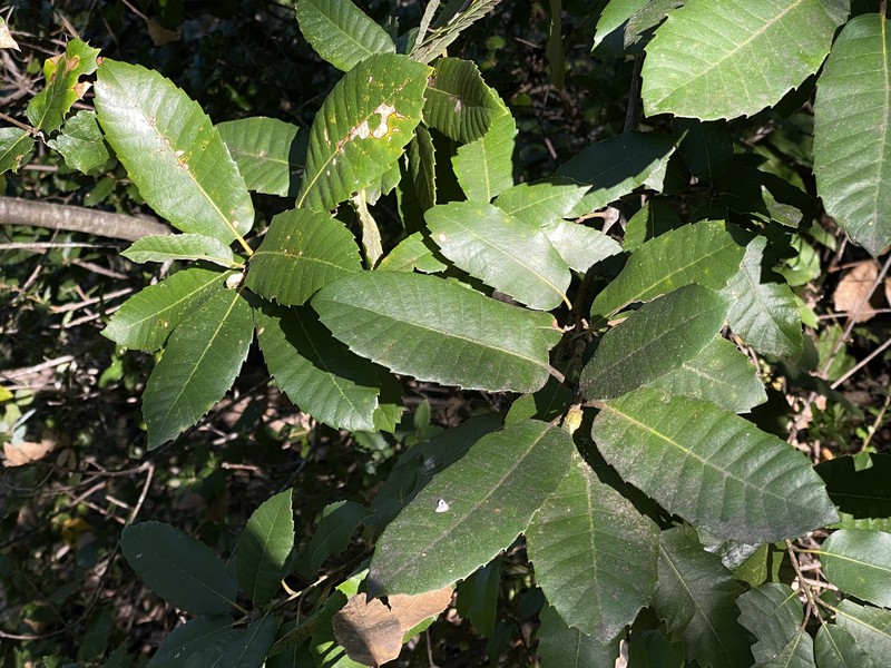 Notholithocarpus densiflorus var. densiflorus photo 8