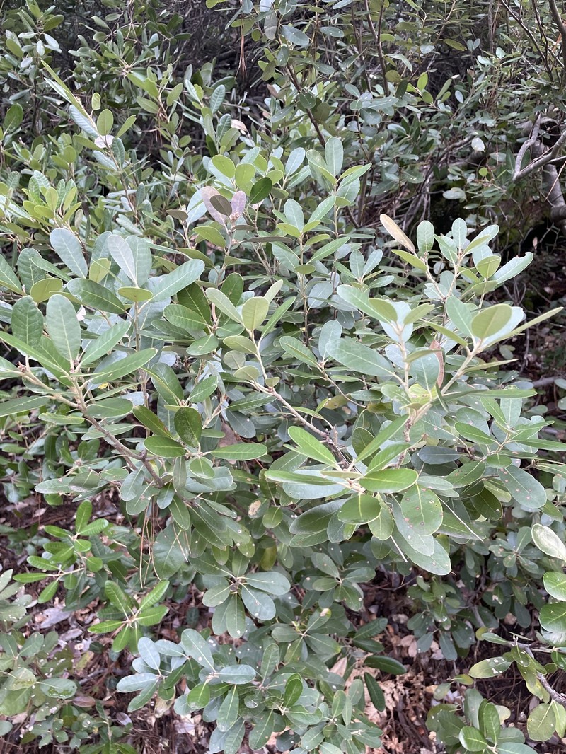 Notholithocarpus densiflorus var. echinoides
