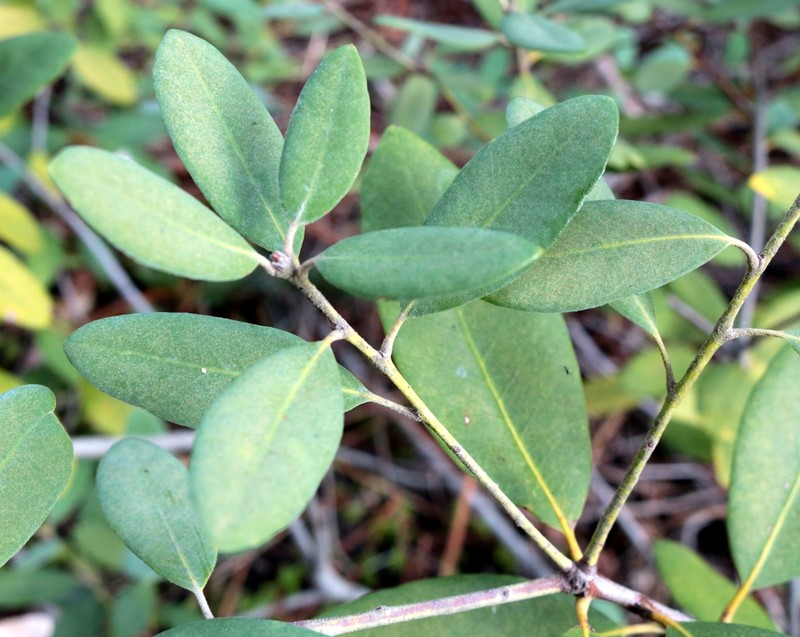 Notholithocarpus densiflorus var. echinoides photo 2