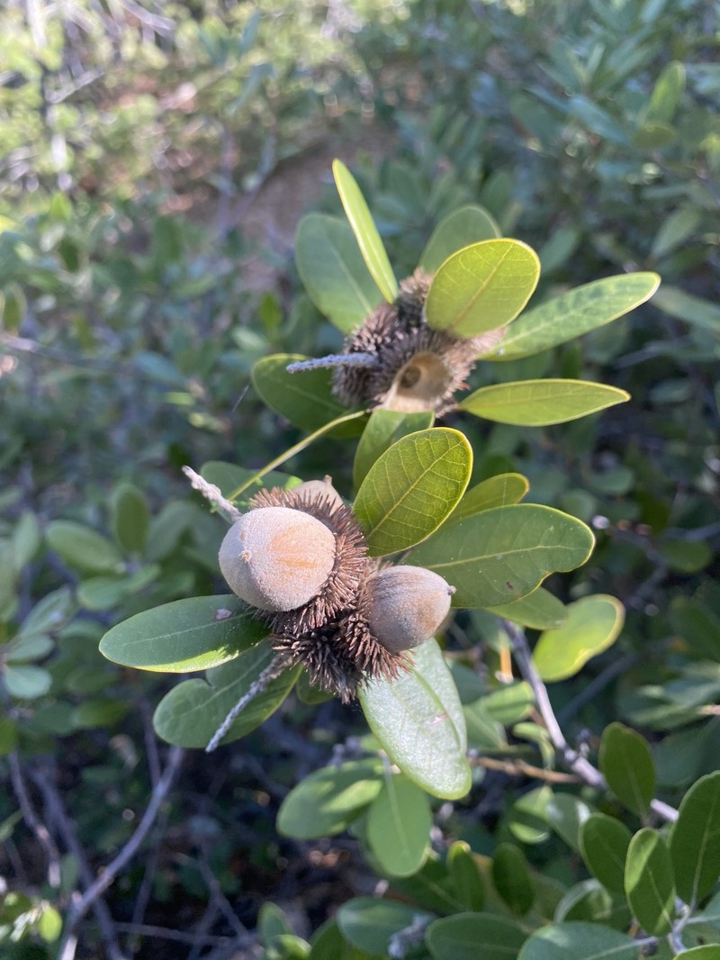 Notholithocarpus densiflorus var. echinoides photo 3