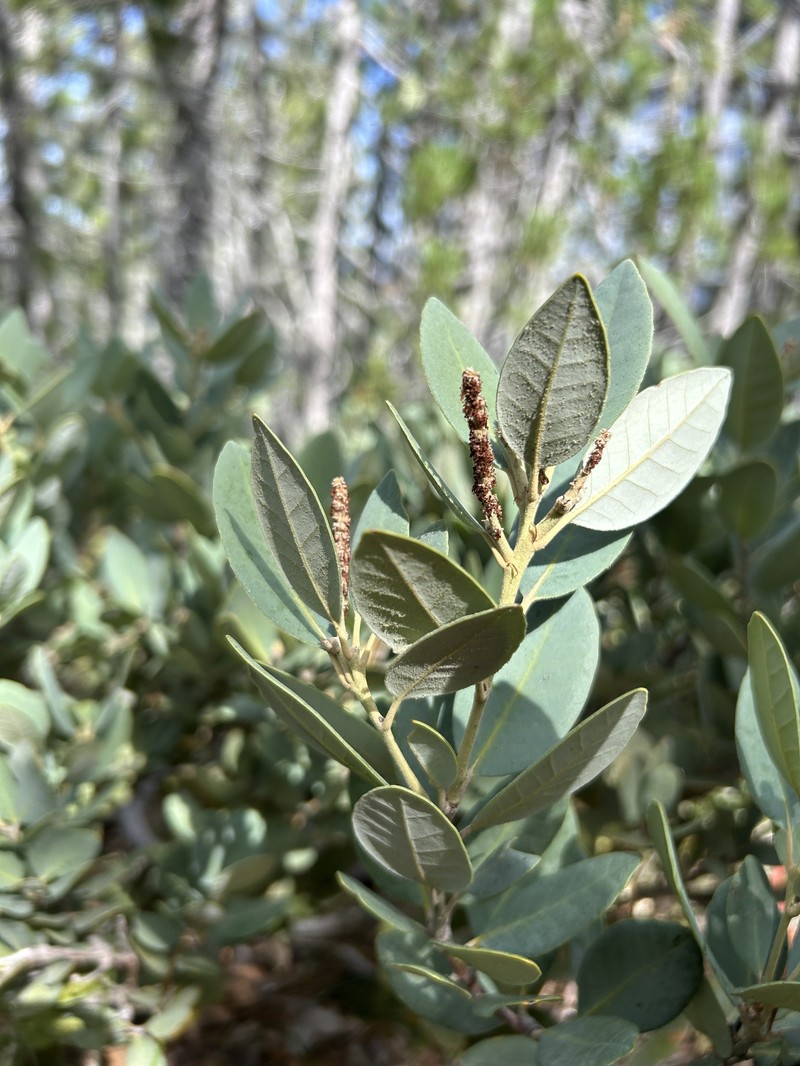 Notholithocarpus densiflorus var. echinoides photo 4
