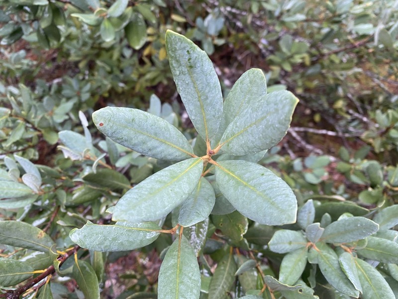 Notholithocarpus densiflorus var. echinoides photo 5