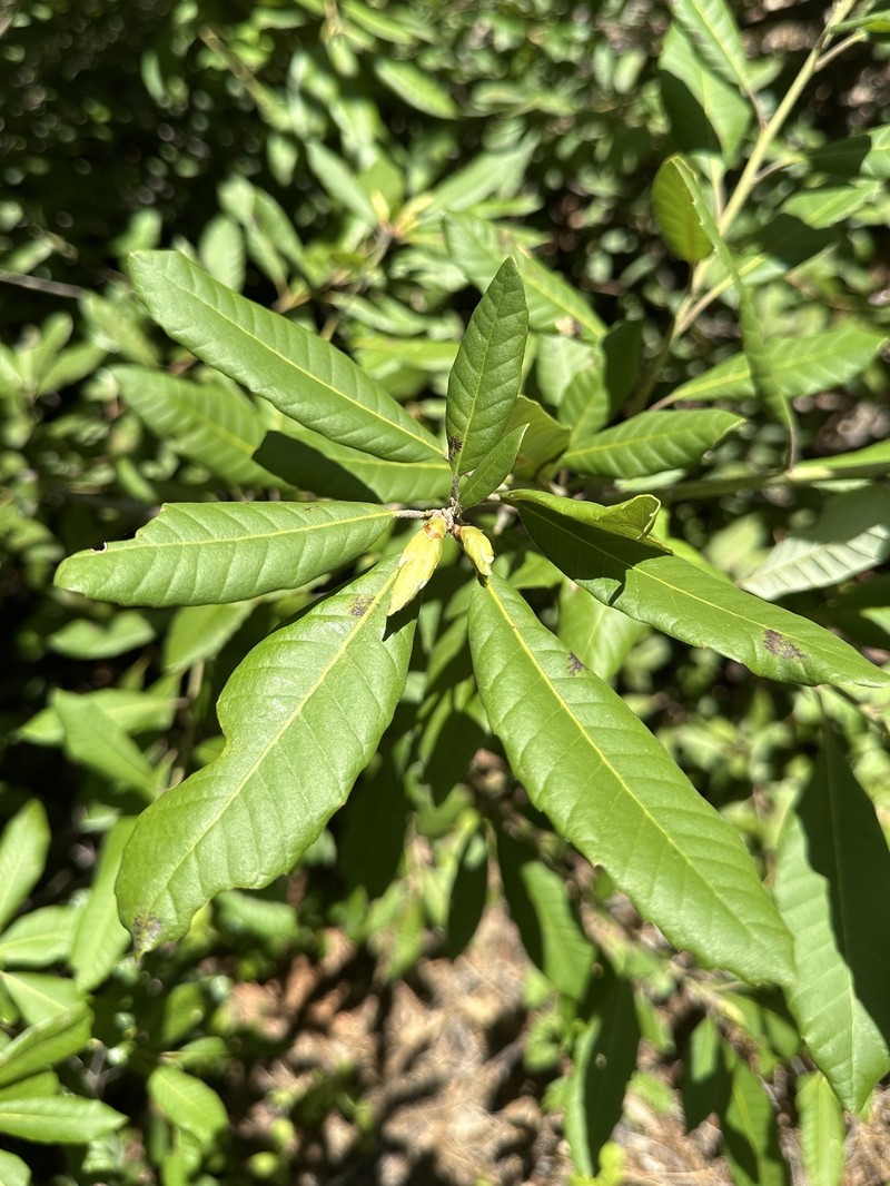 Notholithocarpus densiflorus var. echinoides photo 6